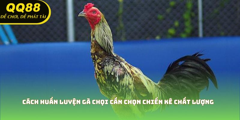 Cách huấn luyện gà chọi cần chọn chiến kê chất lượng