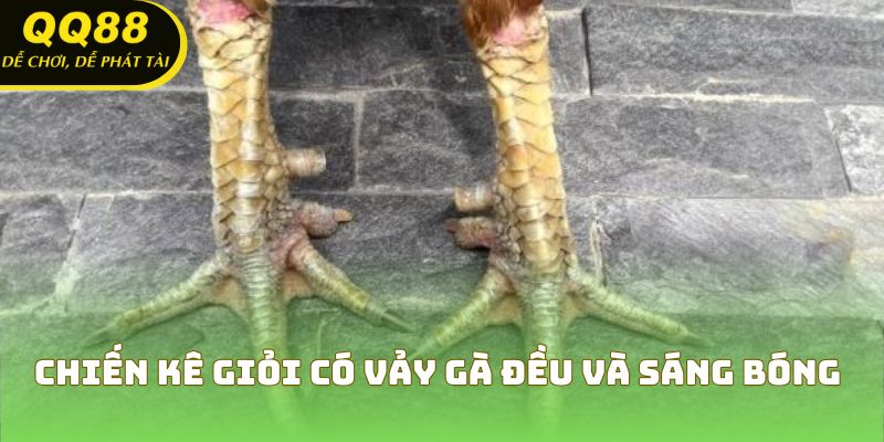 Chiến kê giỏi có vảy gà đều và sáng bóng